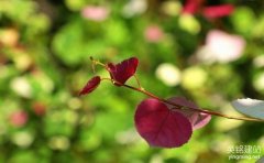 長(zhǎng)沙建網(wǎng)站要怎么做?（長(zhǎng)沙建網(wǎng)站流程介紹）